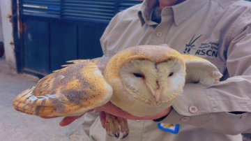 ضبط شخص روج لبيع طيور مهددة بالانقراض عبر مواقع التواصل ضبط شخص روج لبيع طيور مهددة بالانقراض عبر مواقع التواصل