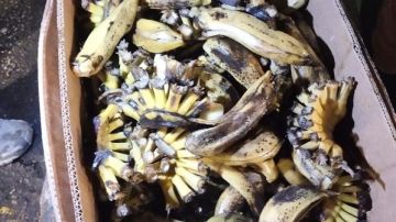 موز وبطاطا غير صالحة للاستهلاك البشري