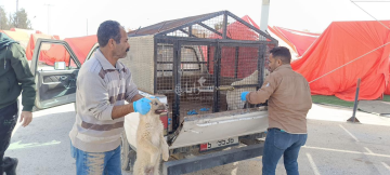 استجابة سريعة من وزير الشباب لملاحظة الزميل هاشم الخالدي ويعالج انتشار الكلاب الضالة في مدينة الأمير محمد - فيديو وصور