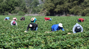 دراسة توصي بتقييم مدى استجابة مشروعات قطاع الزراعة لرؤية التحديث الاقتصادي
