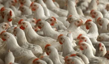 مستثمري الدواجن: الكميات المتوفرة تفوق حاجة الاستهلاك خلال رمضان مستثمري الدواجن: الكميات المتوفرة تفوق حاجة الاستهلاك خلال رمضان