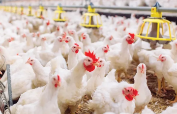 رئيس جمعية مستثمري الدواجن: الأسواق مزودة بكميات كافية والأسعار مستقرة خلال رمضان