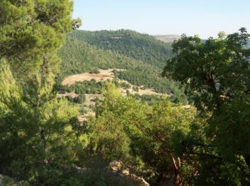 الإحصاءات: ارتفاع محدود في حماية الأنظمة البيئية والغابات بالمملكة خلال 2024