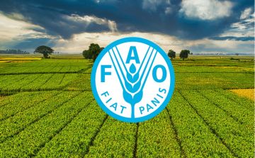 الفاو: أسعار الغذاء العالمية تتراجع للشهر الخامس على التوالي