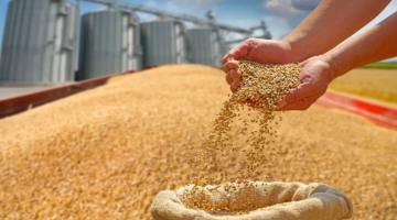 طرح عطاءين لشراء القمح والشعير بكميات تصل إلى 120 ألف طن لكل مادة طرح عطاءين لشراء القمح والشعير بكميات تصل إلى 120 ألف طن لكل مادة