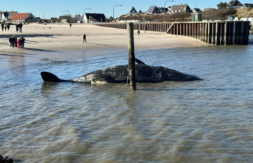 لغز حوت العنبر الثامن قبالة شواطئ غزة