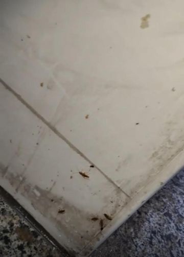 إغلاق مخبز في أحد مولات عمان لوجود حشرات