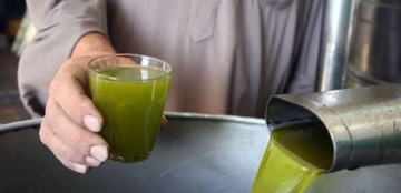 انخفاض إنتاج زيت الزيتون في الأردن 34 عن المعدل العام