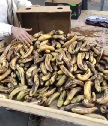 بلدية إربد تتلف 1188 كيلوغراما من الموز الفاسد