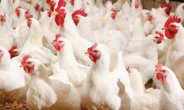ارتفاع أسعار الدواجن في الأردن قبيل رمضان وسط توقعات بمزيد من الارتفاعات
