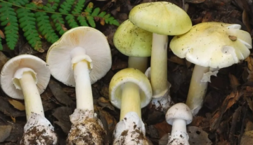 موجة (غير مسبوقة).. الفطر السام يجتاح كاليفورنيا