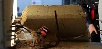 تركيا تعتمد فئرانا مدربة بكاميرات للعثور على المحاصرين تحت الأنقاض تركيا تعتمد فئرانا مدربة بكاميرات للعثور على المحاصرين تحت الأنقاض