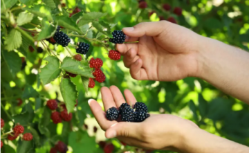 التوت الأسود.. الفاكهة الصغيرة بفوائد صحية كبيرة للدماغ والقلب والعظام التوت الأسود.. الفاكهة الصغيرة بفوائد صحية كبيرة للدماغ والقلب والعظام