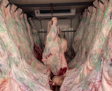 مسلخ العقبة يعمل بأقصى طاقته الانتاجية