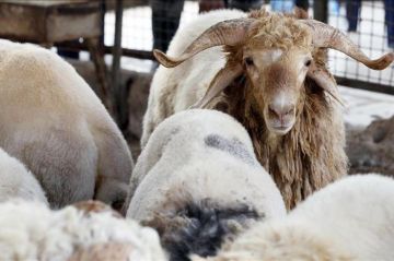 وقف تصدير الخراف الحية لدول الجوار .. التفاصيل