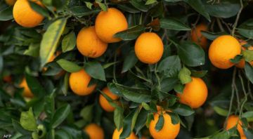 لهذا السبب .. لا يجب أن ترمي قشور البرتقال