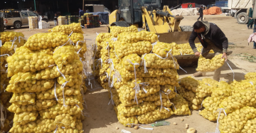 إتلاف 390 كيلو موز و 7 طن بطاطا غير صالحة للاستهلاك البشري في إربد إتلاف 390 كيلو موز و 7 طن بطاطا غير صالحة للاستهلاك البشري في إربد