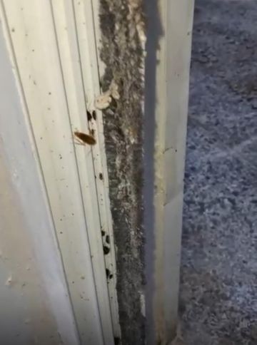 إغلاق مخبز في أحد المولات بسبب وجود حشرات (صور)