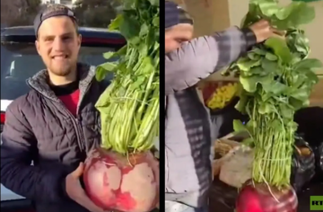 سوري يحصد رأس فجل يتجاوز وزنه 10 كغ