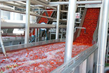 وزير الزراعة: افتتاح أول مصنع لرب البندورة في الأردن خلال شهر