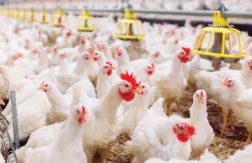 رئيس جمعية مستثمري الدواجن: الأسواق مزودة بكميات كافية والأسعار مستقرة خلال رمضان