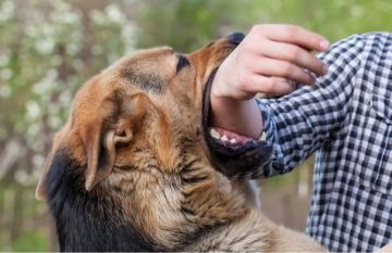 كلب يهاجم طفلا أمام منزل عائلته في الزرقاء ويصاب في رأسه وفخذه