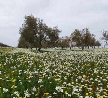 الأحد .. ارتفاع ملحوظ على الحرارة وأجواء مغبرة مع نشاط للرياح