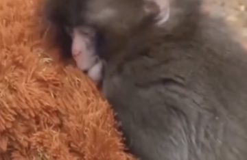 فيديو لأشهر قرد في اليابان.. قصة حزينة وراء تعلقه بلعبة الأورانغوتان 