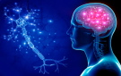 طريقة جديدة لتجديد خلايا الدماغ - jo