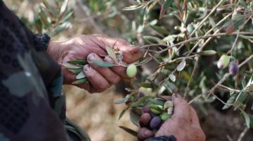 الزراعة: الأمطار ستنعكس على كميات وجودة الزيتون واللوزيات