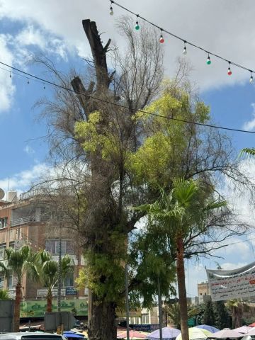 عجلون: شجرة الكينا شاهدة على تاريخ المدينة وذاكرتها