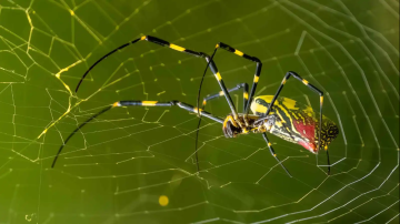 عناكب طائرة بحجم كف اليد تغزو أمريكا
