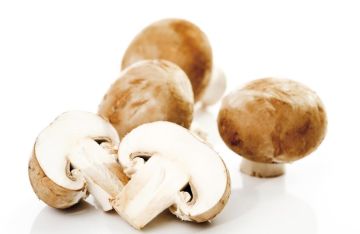 دراسة تظهر فوائد الفطر في تحسين الذاكرة دراسة تظهر فوائد الفطر في تحسين الذاكرة