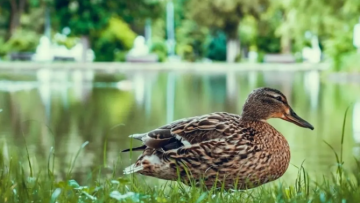 كنز داخل أحشاء بطة .. رجل يعثر على ذهب بـ 2000 دولار!