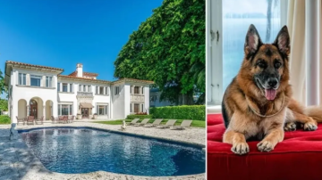 أغنى الحيوانات في العالم.. حياة فارهة تفوق ثروات البشر