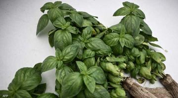 ورقة صغيرة .. عشبة تحميك من السرطان وأمراض القلب ورقة صغيرة .. عشبة تحميك من السرطان وأمراض القلب