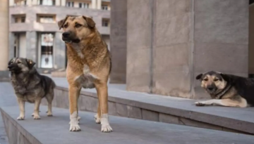 واقعة كلب السويس تشعل موجة غضب في مصر