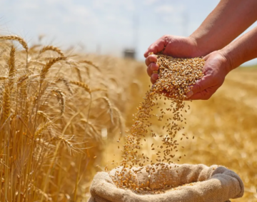 الزراعة: الأمطار ستنعكس إيجابا على كميات القمح والشعير