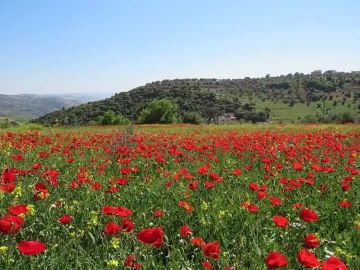الاثنين.. أجواء باردة نسبيا في معظم مناطق الأردن مع فرصة لزخات مطر خفيفة شمال المملكة