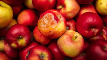 لا تتخلص من التفاح القديم .. فوائد صحية خفية لا تتخلص من التفاح القديم .. فوائد صحية خفية