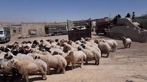 الأردن يستورد 400 طن من لحوم الضأن السورية لتعزيز السوق المحلية