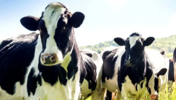 أغلى من الذهب.. لماذا يتهافت العالم على حصوات مرارة الأبقار؟