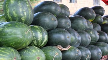 البدء باستقبال طلبات منح تصاريح بيع البطيخ والشمام