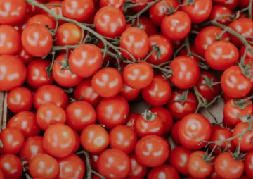 وزير الزراعة: رفع أسعار البندورة غير مبرر والسعر بين 80 قرشا ودينار