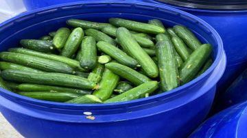 الغذاء والدواء تغلق مشغل مخللات غير مرخص في الزرقاء