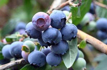 التوت الأزرق البري .. جرعة يومية تحمي قلبك وتحسن هضمك
