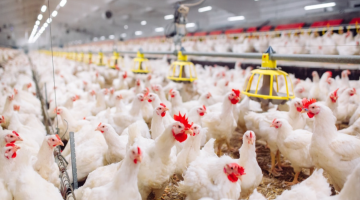 وزارة الزراعة: استقرار قطاع الدواجن وتوفر الأعلاف ووفرة اللحوم الحمراء