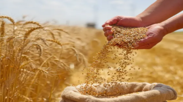 وزارة الزراعة: الأمطار الأخيرة تبشر بموسم زراعي واعد وتعزز الغطاء النباتي