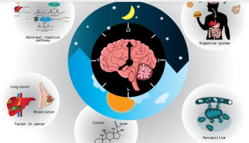 اضطراب الساعة البيولوجية يزيد احتمالات السمنة والسكري