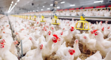 أسعار الدواجن في الأردن تبقى مستقرة رغم زيادة تكاليف الشحن